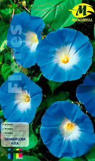 Imagen MASCARELL IPOMOEA GRANDIFLORA AZUL