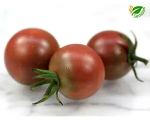 Imagen TOMATE CHERRY MORENITO INJERTADO 130 