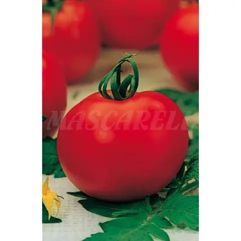 Imagen MASCARELL TOMATE VENEZIA HF1