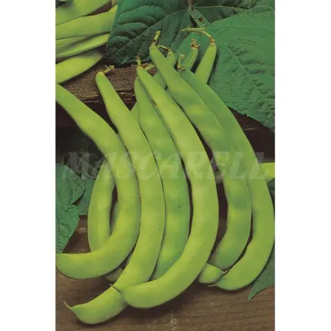 Imagen MASCARELL JUDIA GARRAFAL ORO 250 GRS- ENRAME VAINA PLANA