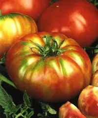 Imagen TOMATE OPTIMA 247