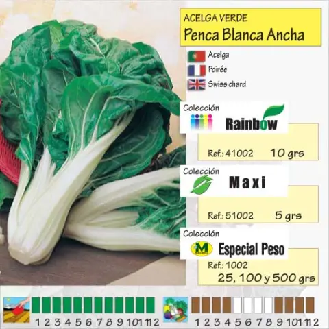 Imagen MASCARELL ACELGA PENCA BLANCA ANCHA-13