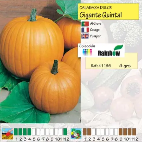 Imagen MASCARELL CALABAZA GIGANTE QUINTAL-13