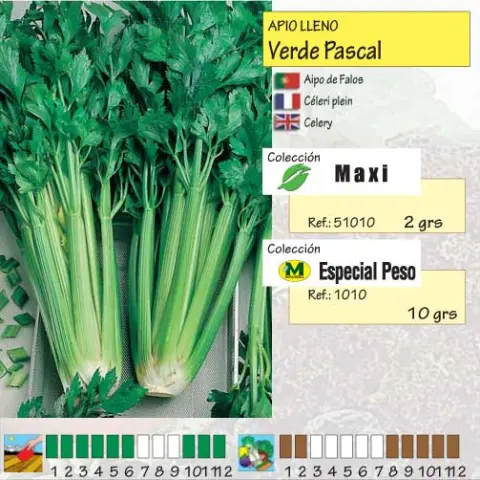 Imagen MASCARELL APIO VERDE PASCAL(ESP.PESO) -23