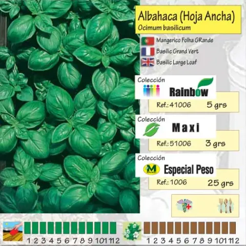 Imagen MASCARELL ALBAHACA (HOJA ANCHA) -13