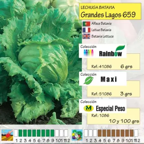 Imagen MASCARELL LECHUGA GRANDES LAGOS -24